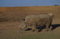 Okanjati Wildreservat - Breitmaulnashorn