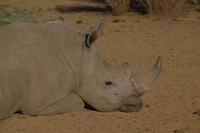 Okanjati Wildreservat - Breitmaulnashorn