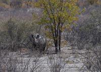 Etosha-Nationalpark - Nashorn