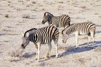 Etosha-Nationalpark - Steppenzebra