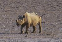 Etosha-Nationalpark - Spitzmaulnashorn