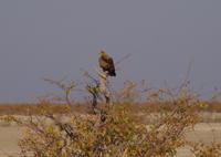 Etosha-Nationalpark - Raubadler