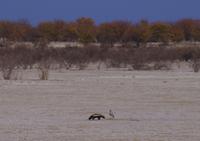 Etosha-Nationalpark - Honigdachs und Weißburzelsinghabicht
