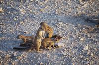 Etosha-Nationalpark - Erdhörnchen