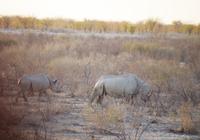 Etosha-Nationalpark - noch mehr Nashörner
