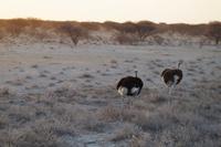 Etosha-Nationalpark - Strauße