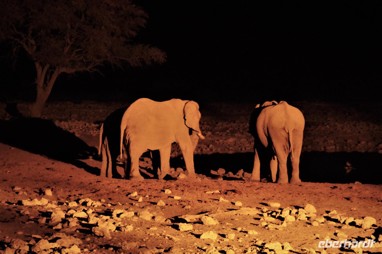 Okaukuejo Camp - abends am Wasserloch