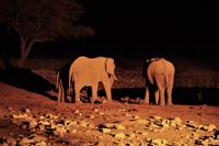 Okaukuejo Camp - abends am Wasserloch