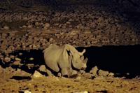 Okaukuejo Camp - abends am Wasserloch