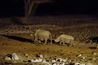 Okaukuejo Camp - abends am Wasserloch
