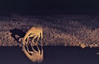 Okaukuejo Camp - abends am Wasserloch