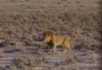 Etosha-Nationalpark - Pirschfahrt