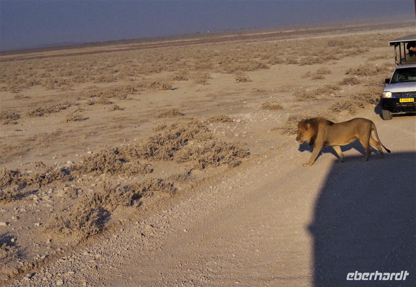 Etosha-Nationalpark - Pirschfahrt