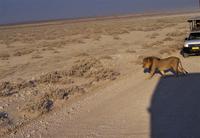 Etosha-Nationalpark - Pirschfahrt