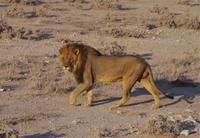 Etosha-Nationalpark - Pirschfahrt