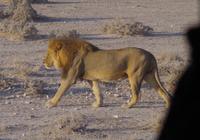 Etosha-Nationalpark - Pirschfahrt