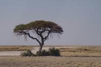 Etosha-Nationalpark - Pirschfahrt