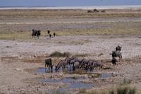 Etosha-Nationalpark - Pirschfahrt