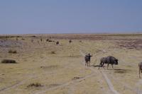 Etosha-Nationalpark - Pirschfahrt