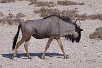 Etosha-Nationalpark - Gnu