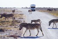Etosha-Nationalpark - Zebrastreifen
