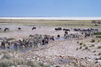 Etosha-Nationalpark - am Wasserloch