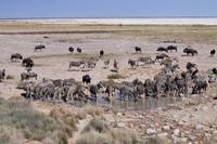 Etosha-Nationalpark - am Wasserloch