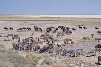 Etosha-Nationalpark - am Wasserloch