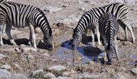 Etosha-Nationalpark - am Wasserloch