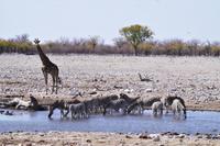 Etosha-Nationalpark - am Wasserloch