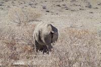 Etosha-Nationalpark - noch ein Nashorn