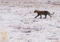 Etosha-Nationalpark - Leopard