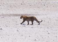 Etosha-Nationalpark - Leopard
