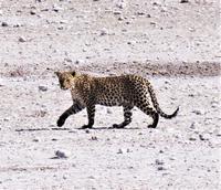 Etosha-Nationalpark - Leopard