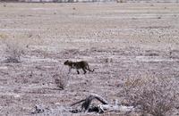 Etosha-Nationalpark - Leopard