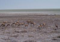 Etosha-Nationalpark