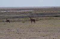 Etosha-Nationalpark - Kudu