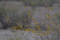 Etosha-Nationalpark - erste Blüten