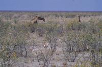 Etosha-Nationalpark - Giraffen