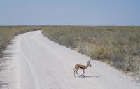 Etosha-Nationalpark - Springbock