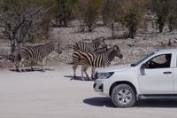 Etosha-Nationalpark - Pirschfahrt