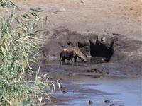 Etosha-Nationalpark - Hyäne am Wasserloch