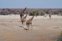 Etosha-Nationalpark - am Wasserloch