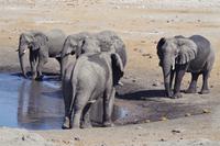 Etosha-Nationalpark - am Wasserloch