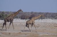 Etosha-Nationalpark - Giraffen