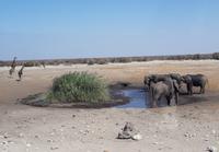 Etosha-Nationalpark - am Wasserloch
