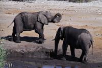 Etosha-Nationalpark - am Wasserloch