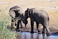 Etosha-Nationalpark - am Wasserloch