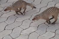 Etosha-Nationalpark - Zebramangusten