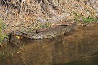 Bootsfahrt auf dem Kavango - Krokodil